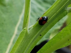 Brachiacantha subfasciata