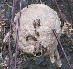 Polybia occidentalis bohemani