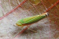 Sibovia