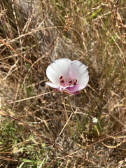 Calochortus argillosus