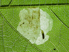 Calycomyza ambrosiae