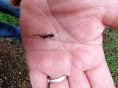 Chiropterotriton orculus