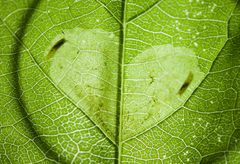 Calycomyza ambrosiae