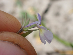 Downingia cuspidata