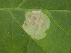 Calycomyza ambrosiae