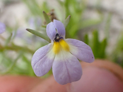 Downingia cuspidata