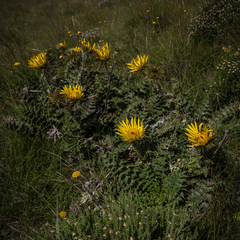 Berkheya macrocephala