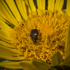 Berkheya macrocephala