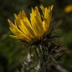 Berkheya macrocephala
