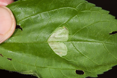 Calycomyza ambrosiae