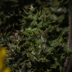 Berkheya macrocephala
