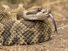 Crotalus oreganus oreganus