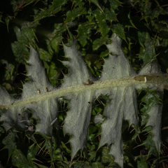 Berkheya macrocephala