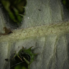 Berkheya macrocephala