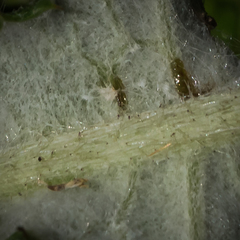 Berkheya macrocephala