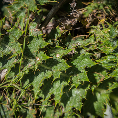 Berkheya macrocephala
