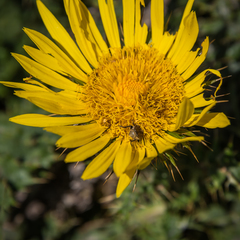 Berkheya macrocephala