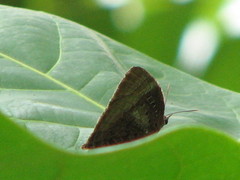 Arhopala micale amytis