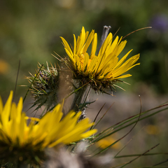 Berkheya macrocephala