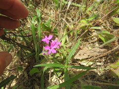 Phlox amoena