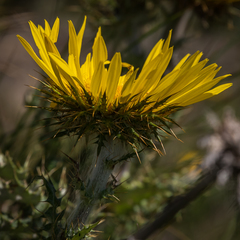 Berkheya macrocephala