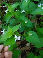 Viola acuminata