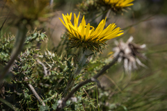 Berkheya macrocephala