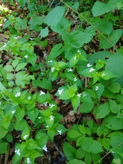 Viola acuminata