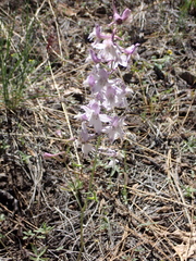 Delphinium hansenii