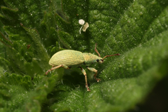Phyllobius virideaeris