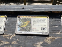 Ploceus castaneiceps