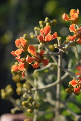 Tetrapterys phlomoides
