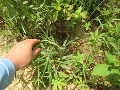 Helianthus longifolius