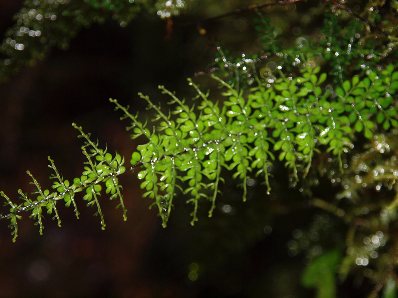 Asplenium radicans