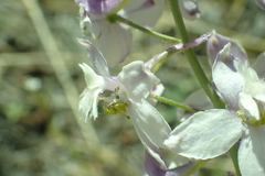 Delphinium hansenii