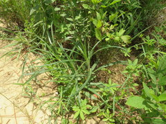 Helianthus longifolius