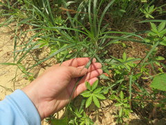 Helianthus longifolius