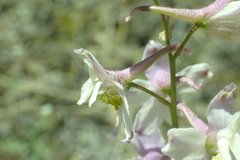Delphinium hansenii