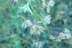 Delphinium hansenii