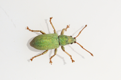 Phyllobius virideaeris