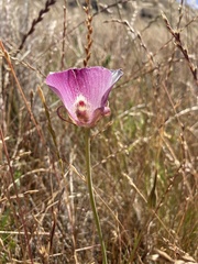 Calochortus argillosus