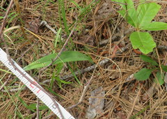 Platanthera ciliaris