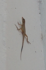 Anolis scriptus