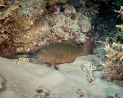 Plectropomus leopardus