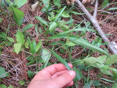 Helianthus longifolius