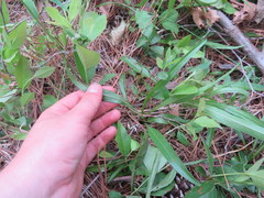 Helianthus longifolius