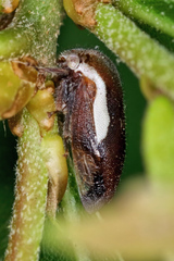 Ophiderma flavicephala