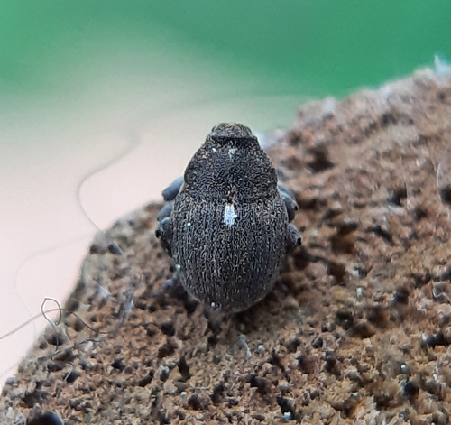 True Weevils