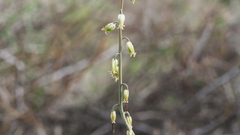 Streptanthus longirostris