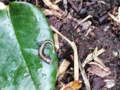 Chiropterotriton orculus